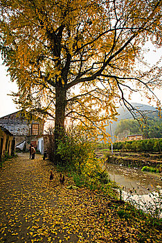 秋色,银杏,山村