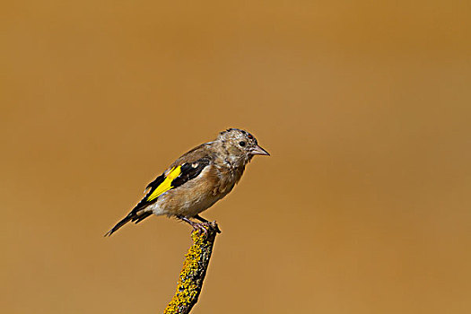 金翅雀,幼小,成年,羽毛,栖息,枝头,北方,西班牙,欧洲