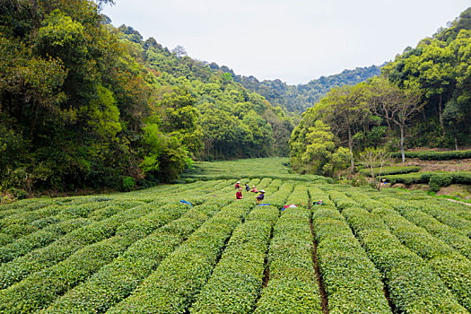 杭州西湖龙井茶产地梅家坞