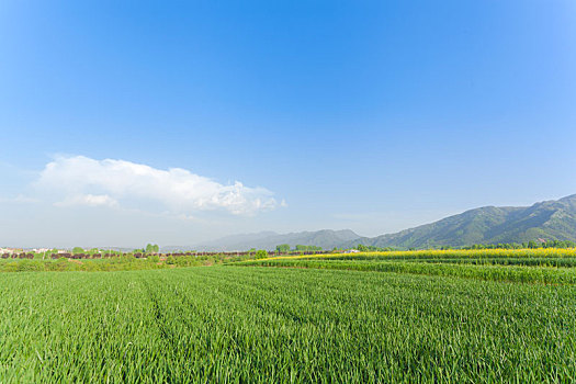 麦田,麦子