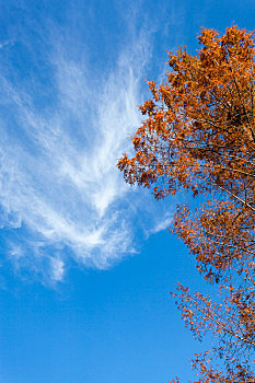 秋天的水杉树