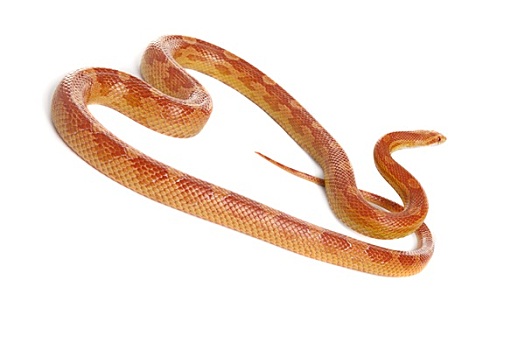 蛇,蟒蛇,絮叨,白色背景