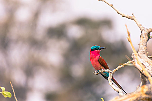 博茨瓦纳,奥卡万戈三角洲,南方,深红色,食蜂鸟