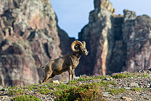 大角羊,公羊,冰川国家公园,蒙大拿