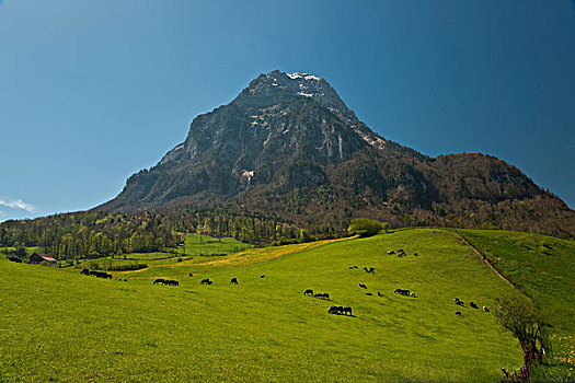 春天,牧场,绵羊,山,瑞士,欧洲