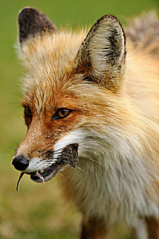 红狐,狐属,草地,田鼠,捕食