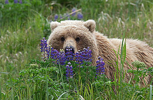 大灰熊,棕熊,羽扇豆属植物,卡特麦国家公园,阿拉斯加