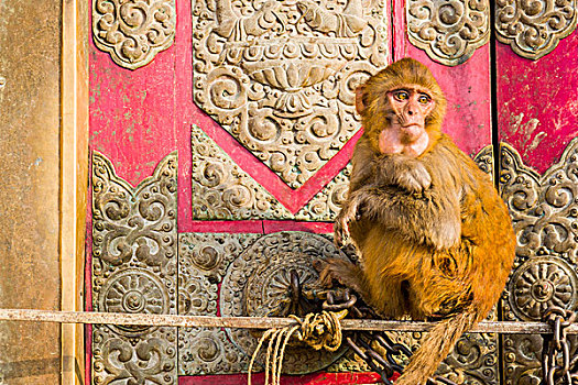 头像,猴子,庙宇,猕猴,加德满都,尼泊尔,亚洲