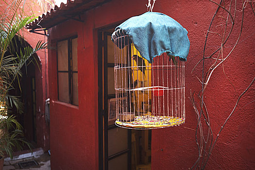 鸟,正面,房子,圣米格尔,瓜纳华托,墨西哥