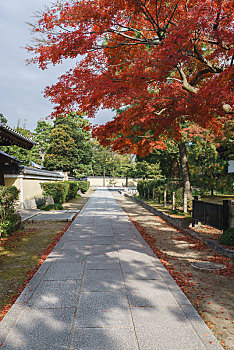 秋天枫叶季节的日本寺庙庭院和建筑景观,日本京都建仁寺园林景观和寺庙建筑