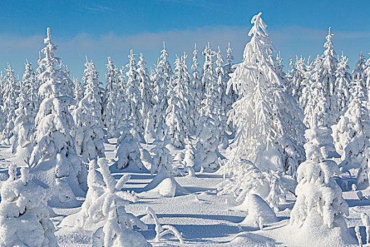 雪,冬日树林,阳光,矿,山,萨克森,德国,欧洲