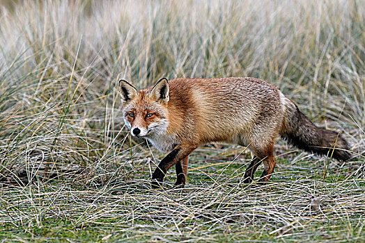 红狐,狐属,爬行,北荷兰,荷兰