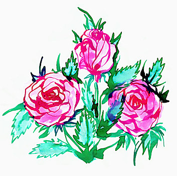 插画,粉色,玫瑰,白色背景,背景