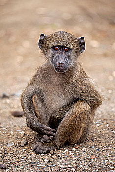 南非大狒狒,豚尾狒狒,小动物,坐,地上,专注,克鲁格国家公园,南非,非洲