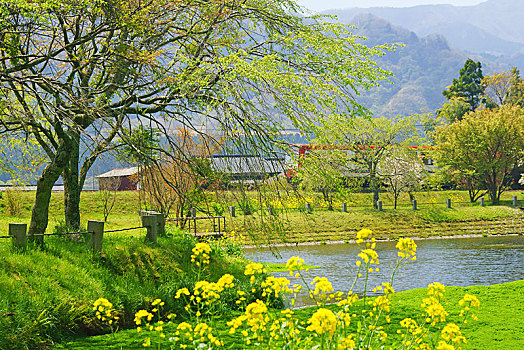 水塘,公园,熊本,日本