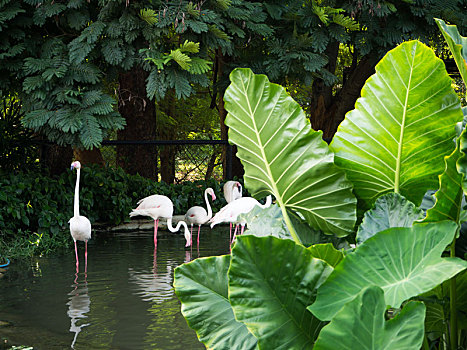火烈鸟,动物园,泰国