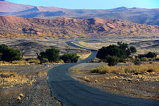 道路,索苏维来地区,盐磐,纳米布沙漠,纳米比沙漠,公园,纳米比亚,非洲