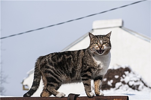 街道,猫