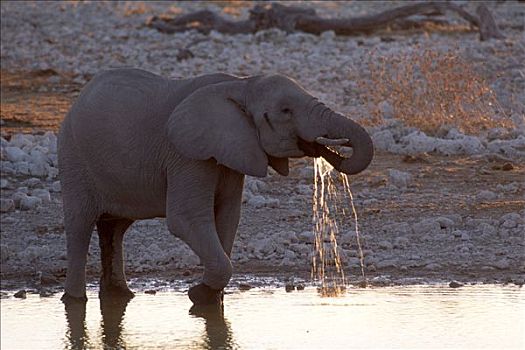 非洲,灌木,大象,非洲象,饮用水,夜光,埃托沙国家公园,纳米比亚