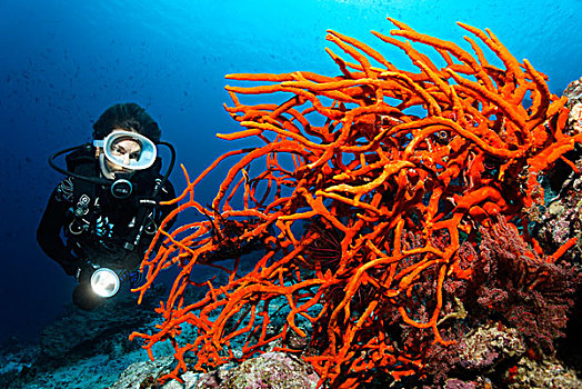 潜水者,看,红色,枝条,海绵,大堡礁,世界遗产,昆士兰,澳大利亚,太平洋