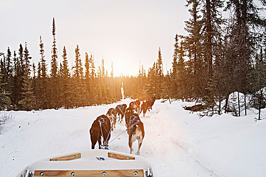 爱斯基摩犬,拉拽,雪撬,雪,费尔班克斯,阿拉斯加