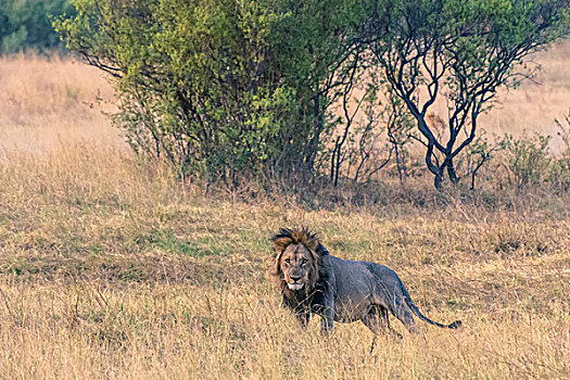 博茨瓦纳,乔贝国家公园,萨维提,雄性,狮子