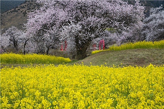 油菜花海桃花谷