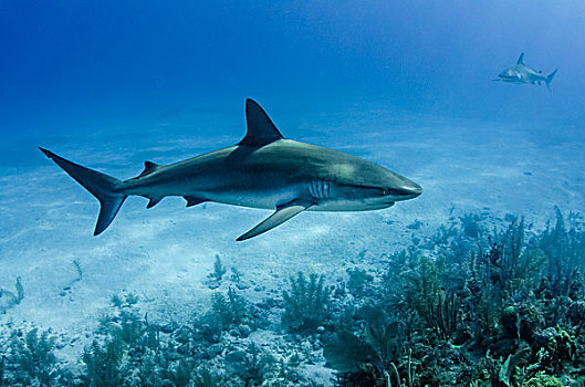 加勒比礁鲨,加勒比真鲨,国家公园,古巴