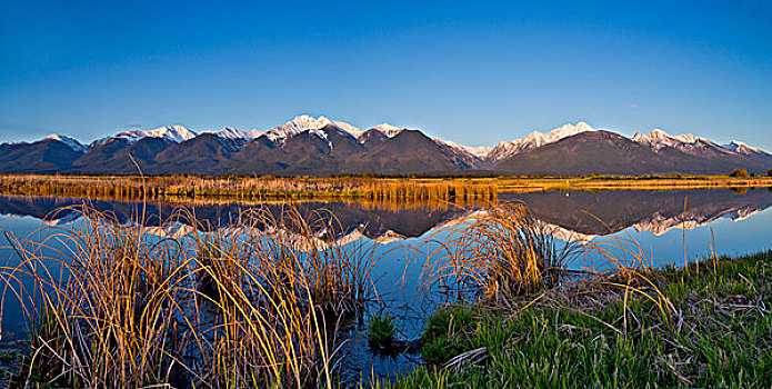 全景,湿地,水塘,反射,山脉,靠近,蒙大拿,美国