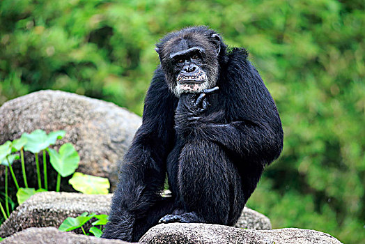 黑猩猩,鹪鹩,成年,雄性,坐,石头,思想,俘获,非洲