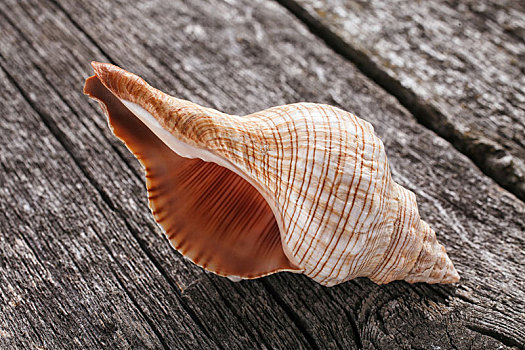 海螺壳,木质背景