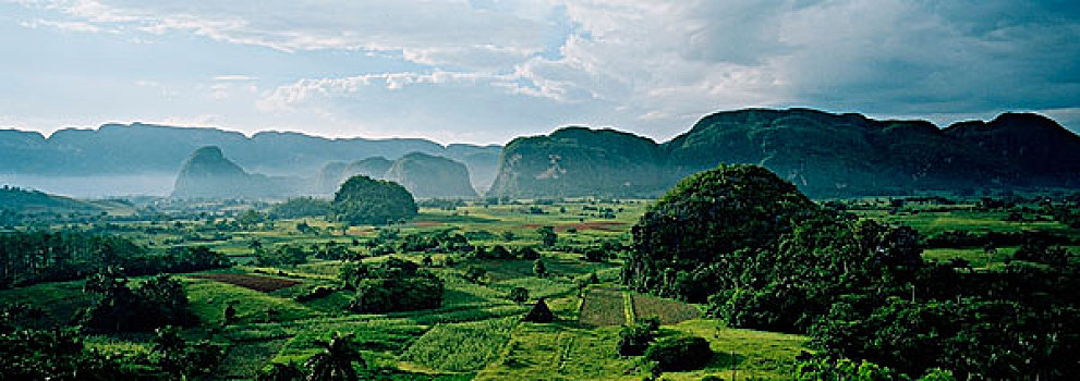 绿色,风景