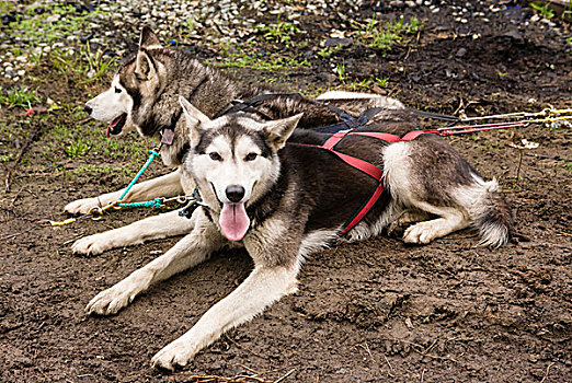 俄罗斯,堪察加半岛,哈士奇犬,雪橇狗,休息