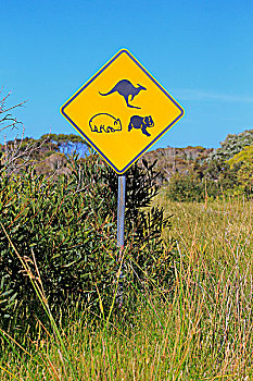 警告标识,树袋熊,袋鼠,维多利亚,澳大利亚,大洋洲