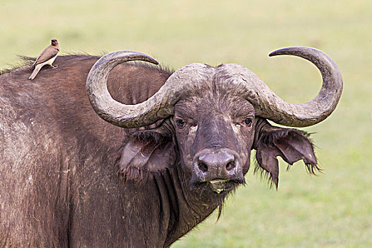 南非水牛,脸,摄影,特写,大,牛角,黄色,牛,鸟,恩戈罗恩戈罗,保护区,坦桑尼亚