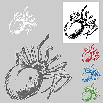 狼蛛,绘画,图像