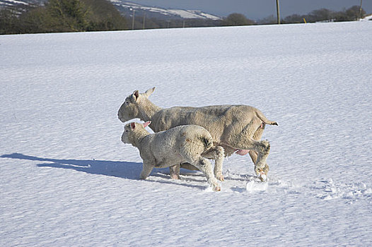 英格兰,城堡,母羊,羊羔,跑,雪中,遮盖,地点,珀贝克,山,靠近