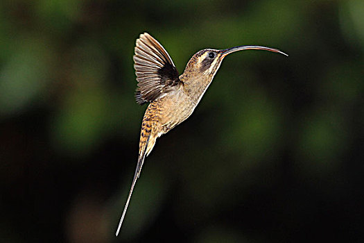 长尾,独居性动物,飞,北方,哥斯达黎加