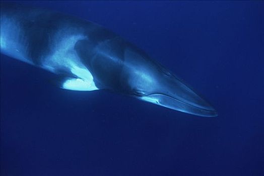 矮小,小须鲸,俯视,水下,光线,击打,鳍,西澳大利亚