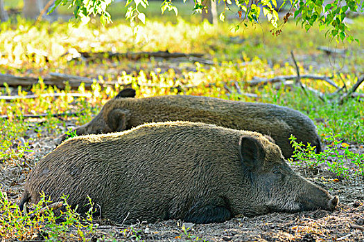头像,野猪,母猪,躺下,黑森州,德国