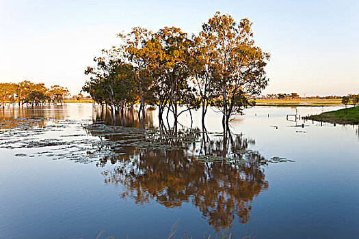 树,洪水,溪流,靠近,昆士兰,澳大利亚