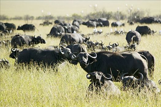牧群,水牛,非洲