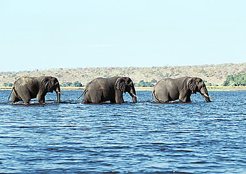 非洲,灌木,大象,穿过,河,一个,文件,线条,博茨瓦纳