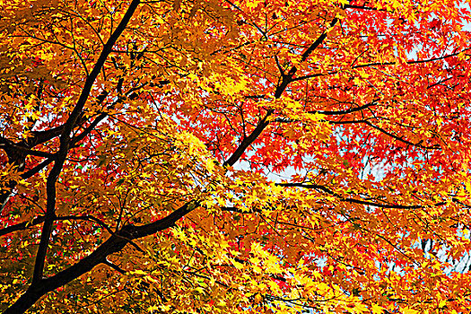 黄色,红叶,变化,彩色,秋天