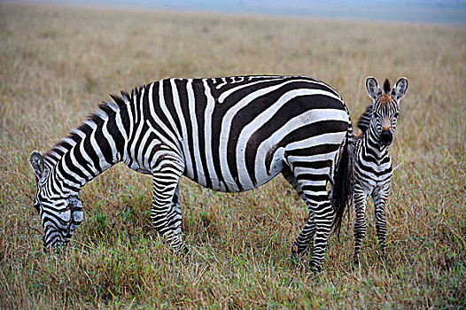 斑马,马,母马,小马,寻找,防护,马赛马拉国家保护区,肯尼亚,非洲