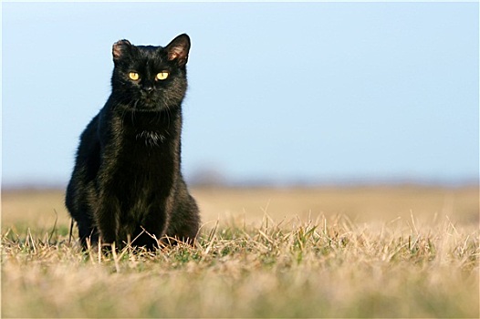黑猫,坐,草丛,牧场
