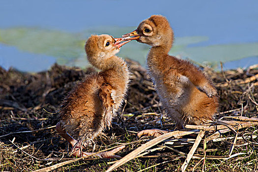 两个,沙丘鹤,幼仔,幼禽,对峙,鸟窝