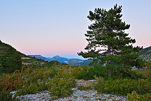 松树,风景,黄昏,峡谷,凡尔登峡谷,地区性,普罗旺斯,法国