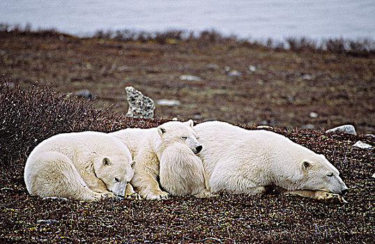 北极熊,家庭,等待,雪,冬天,曼尼托巴,加拿大