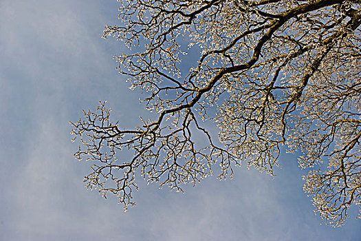 橡树,栎属,遮盖,白霜,冬天,邓弗里斯,苏格兰,英国,欧洲